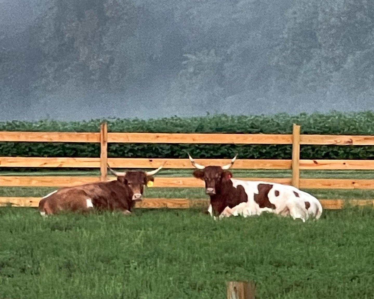 Two cows resting in a green pasture surrounded by a wooden fence, with a misty background and lush crops in the distance.