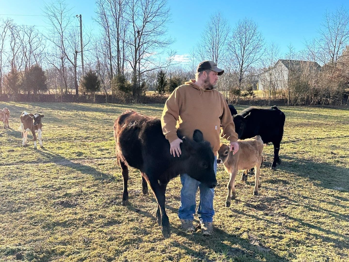 A farmer gently pets a black calf while surrounded by other cows in a grassy pasture under a clear blue sky, showcasing rural life and livestock care.