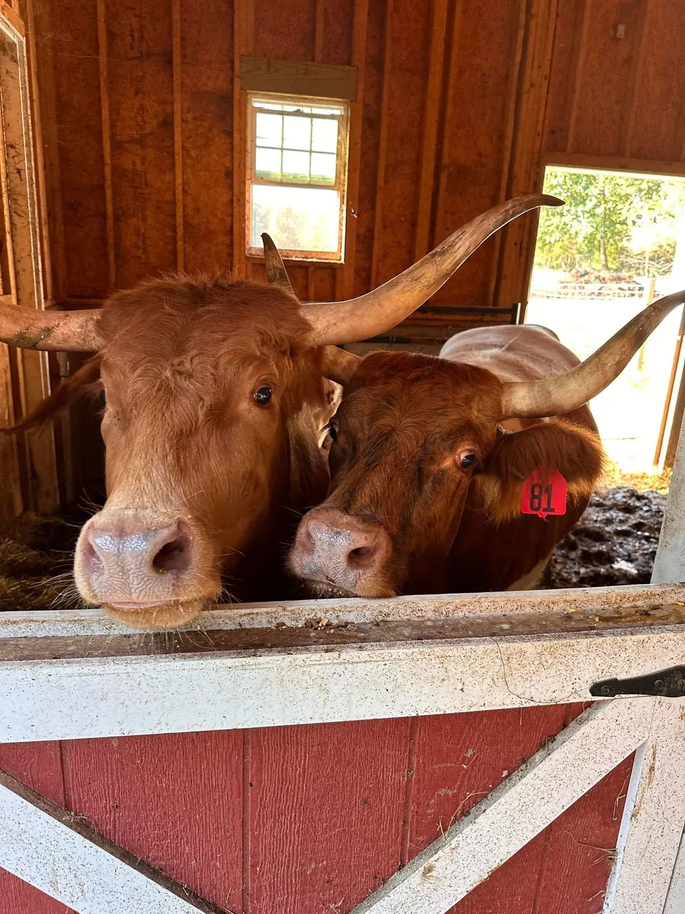 Two brown cows with long horns peering over a wooden barn door, showcasing their curious expressions. The interior of the barn features rustic wooden walls and a window allowing natural light to enter. One cow has a red identification tag labeled '81'.