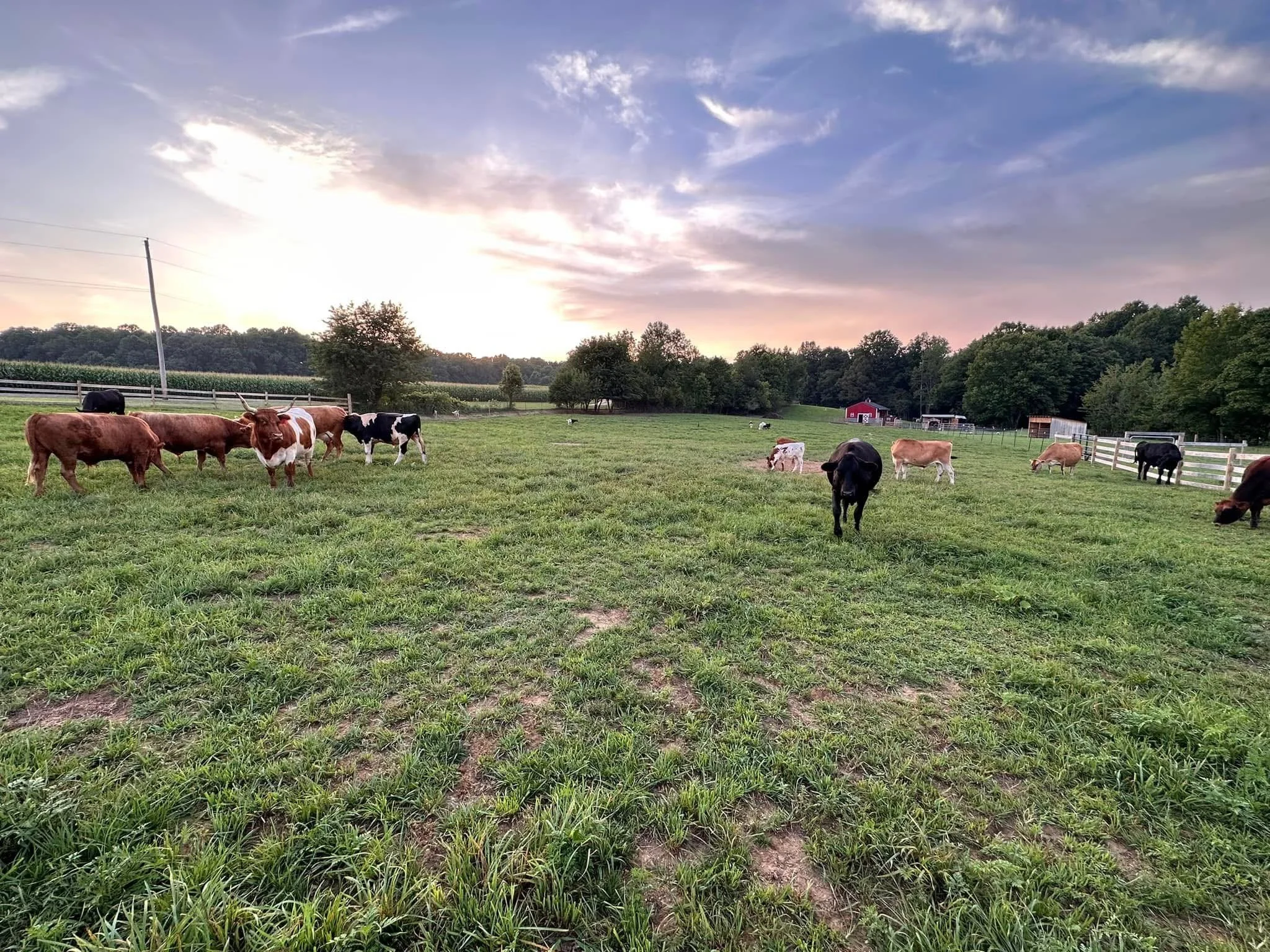 Cows grazing in a lush green pasture at sunset, with a clear sky and trees in the background, showcasing a serene rural landscape.
