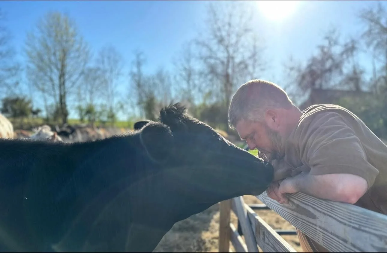 Man interacting affectionately with a black cow at a farm, showcasing a bond between humans and animals in a sunny outdoor setting.