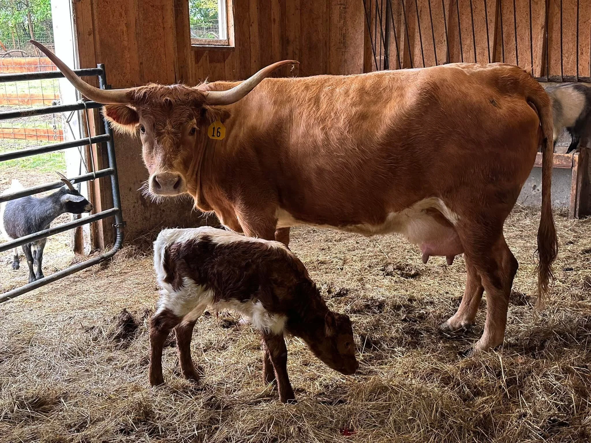 A brown Longhorn cow with large horns stands in a barn next to a brown and white calf grazing on straw, while a black goat looks on from the background.