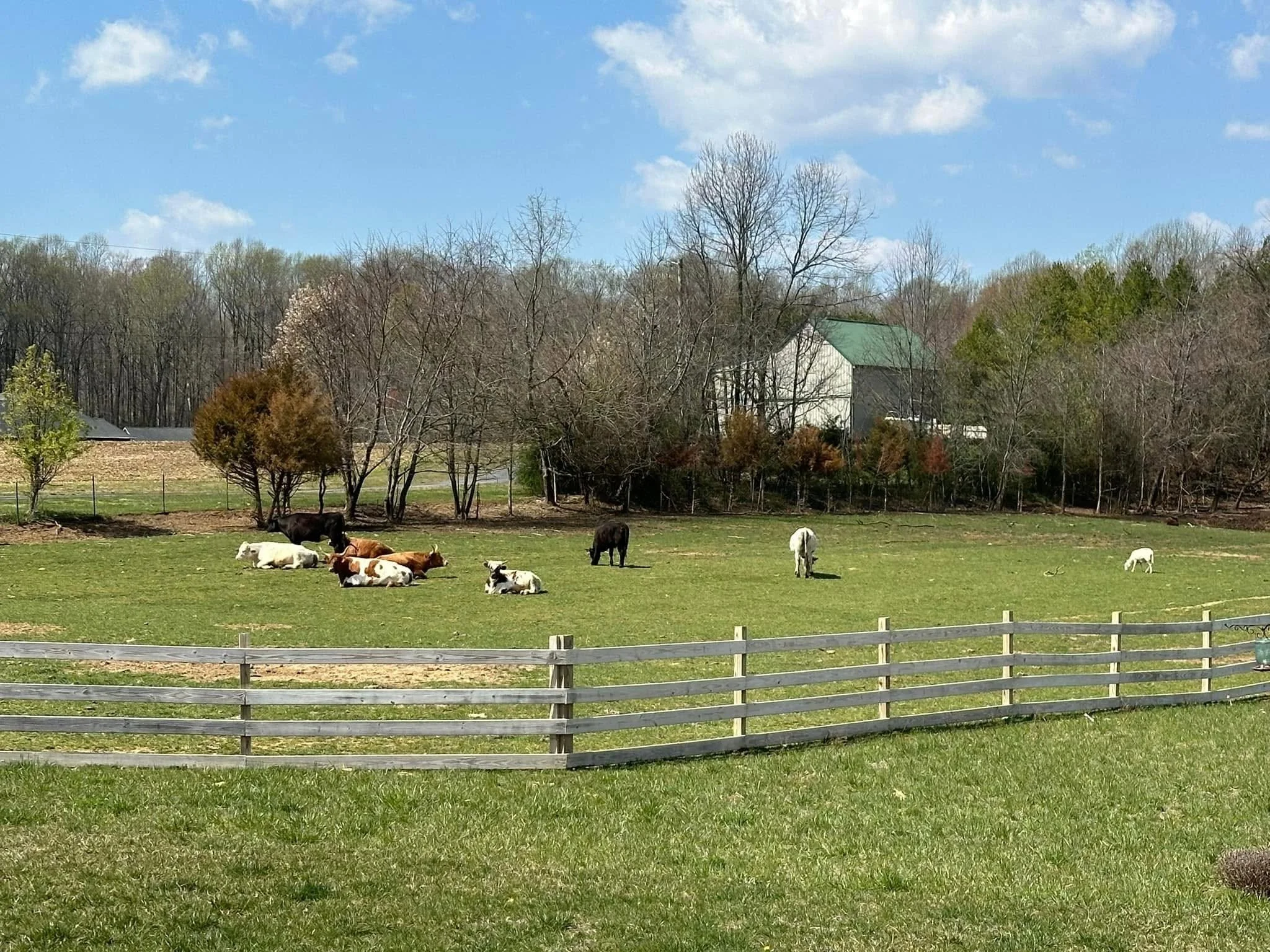 Cows grazing and resting in a green pasture with a wooden fence, surrounded by trees and a farmhouse in the background under a blue sky with fluffy clouds.